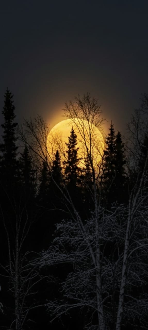 Moonlight
