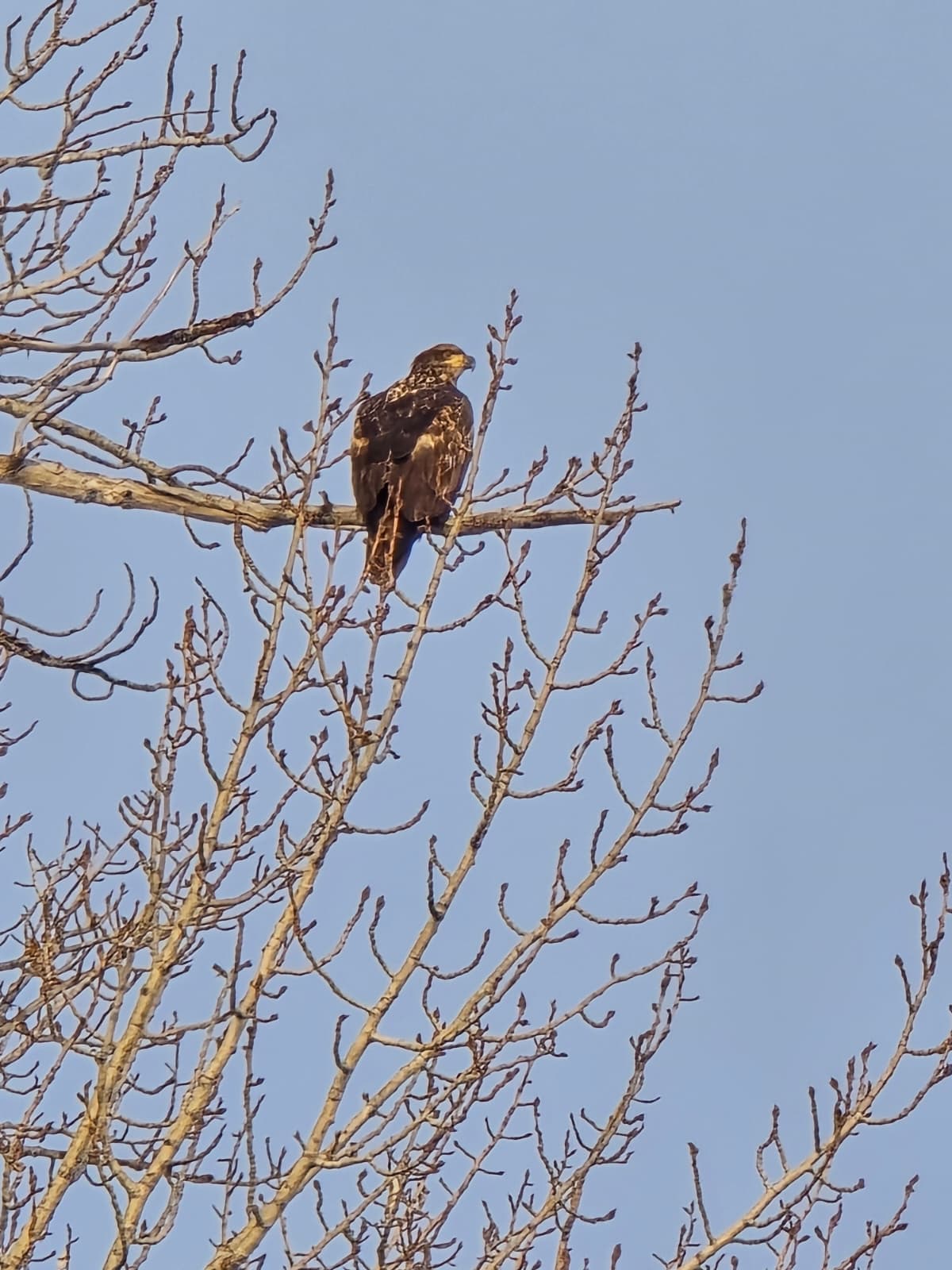 Local birdlife