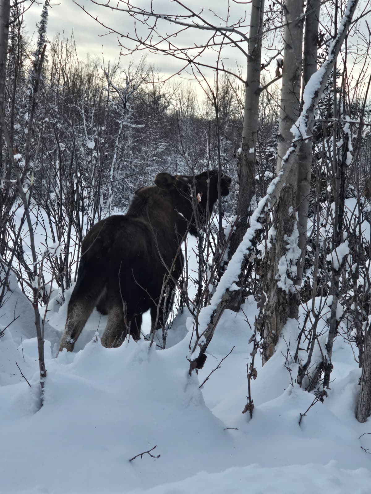 Winter wildlife
