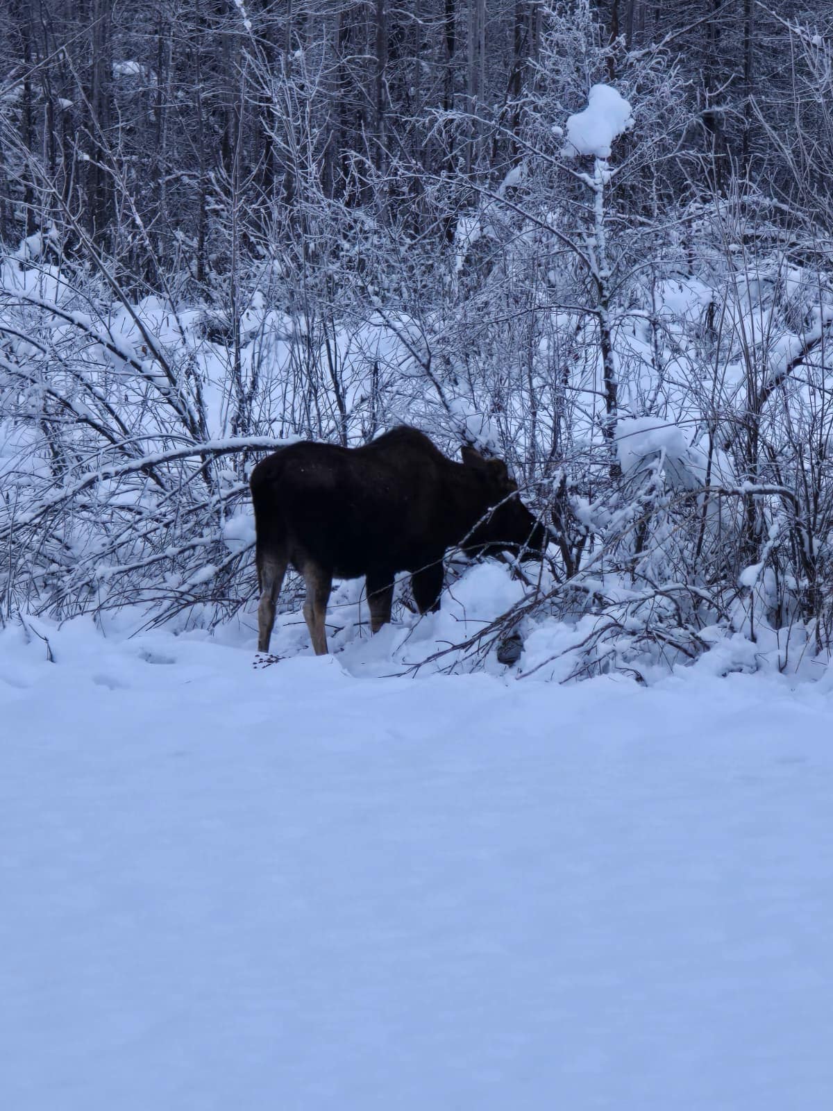 Wildlife near the cabin