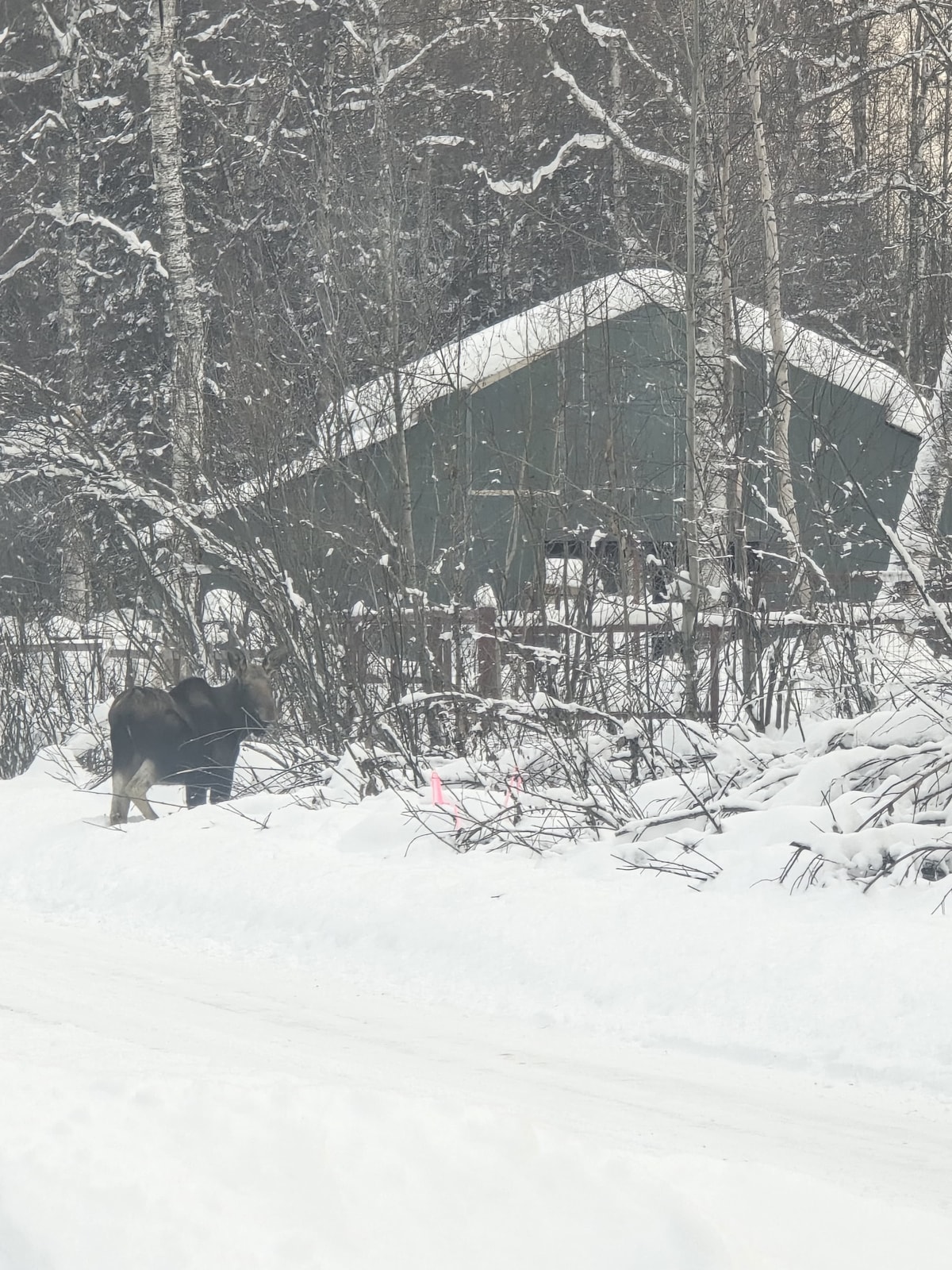 Snowy trail visitor