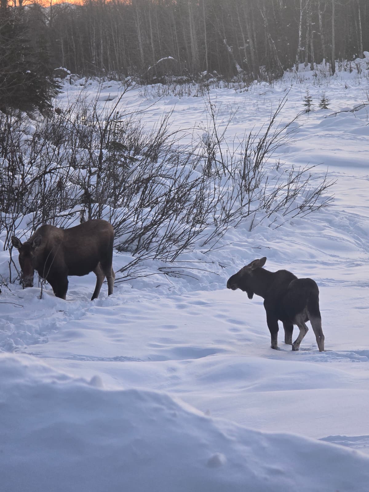 Winter wildlife along the trees